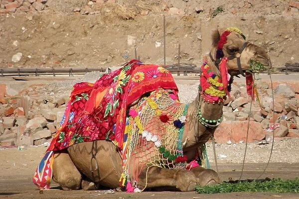 Camel. Surrounding of Jaipur. Rajasthan. india