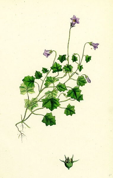 Campanula hederacea, Ivy-leaved Bell-flower