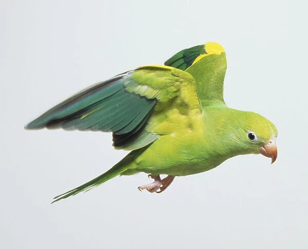Canary-Winged Parakeet (Brotogeris versicolurus) in flight