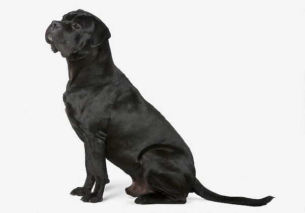 Cane Corso dog (Italian), side view