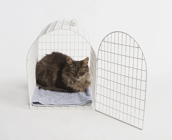 Cat Sitting in Open Mesh Cat Carrier