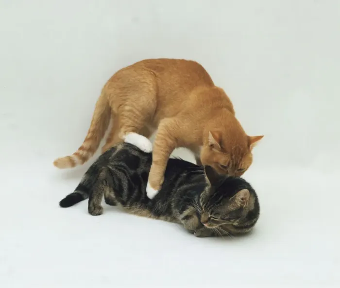 Framed Print : Two Cats Mating Print Framed Print : Two Cats Mating Print
