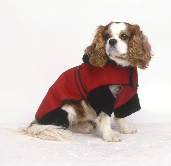 Cavalier King Charles Spaniel wearing warm, red winter coat