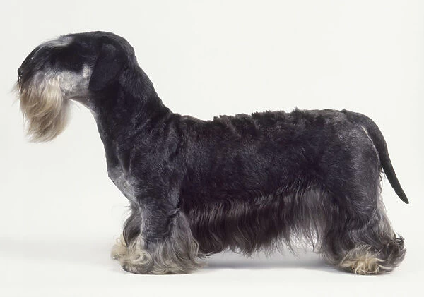 Cesky terrier on all fours, side view
