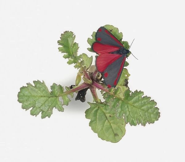 Cinnabar moth (Tyria jacobaeae) perched on leaf
