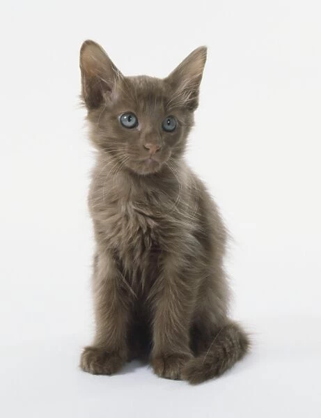 Cinnamon brown Oriental Shorthair kitten (Felis catus) sitting up, front view
