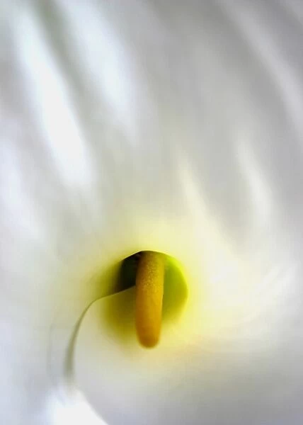 Close-up of an Arum Lily. Zantedeschia aethiopica (common names Lily of the Nile