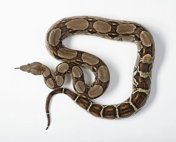 Common Boa (Boa constrictor imperator) snake showing natural pattern on skin, sticking tongue out