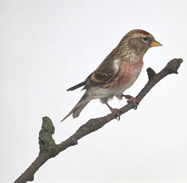 Common Redpoll (Carduelis flammea) perching on a branch, side view