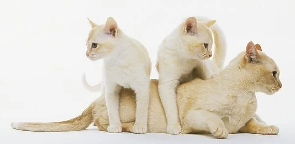 Cream Burmese cat and kittens crawling over each other