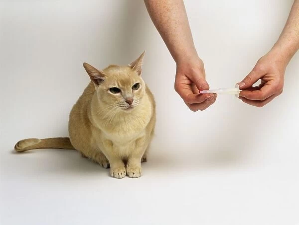 Cream Burmese cat sitting next to pair of hands holding tablet syringe