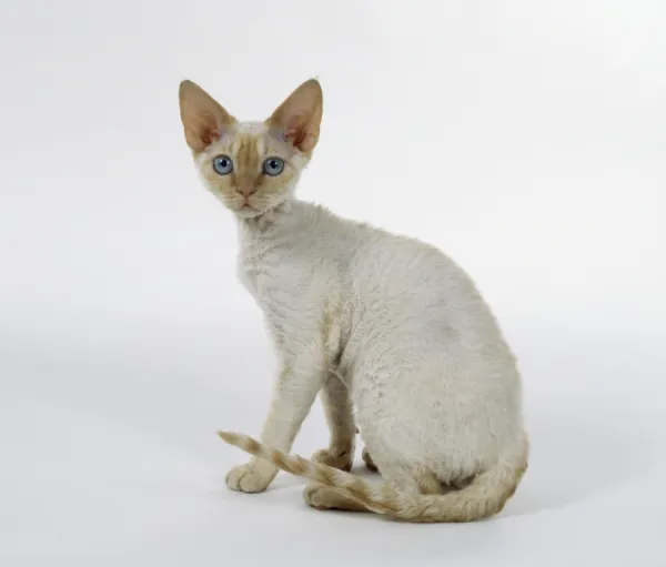 Cream Tabby Point Si-Rex cat, Devon Rex with slim legs, blue eyes and large ears