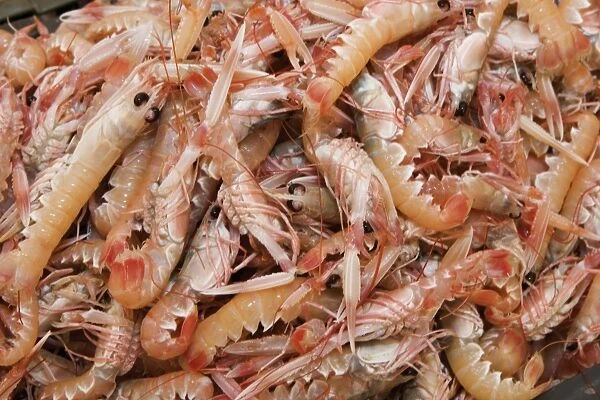 Croatia, Split, fresh langoustines on display at fish market, view from above