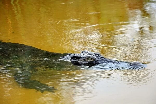 Crocodile. Okavango delta. Botswana