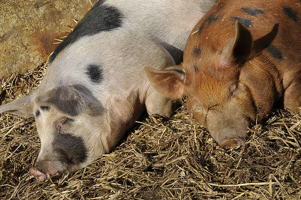 Two crossbred British pigs asleep on straw in barn