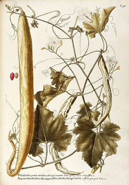 Cucurbitaceae, Snake Gourd (Trichosanthes anguina). Herbaceous climbing plant native to tropical Asia, by Francesco Peyrolery, watercolor, 1765