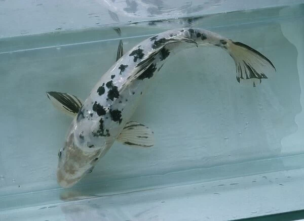 Cyprinus carpio (Common Carp), Shiro-Bekko koi carp swimming in aquarium tank