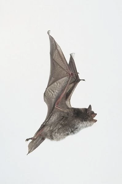 Daubentons bat (Myotis daubentoni) in flight, side view