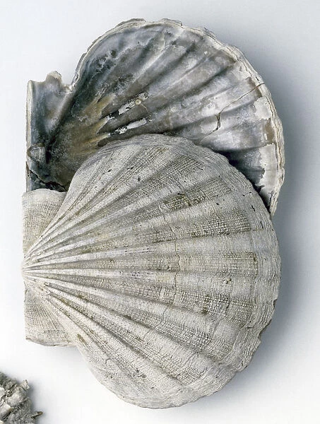 Detached fossilized shells of Pecten from Pliocene Period