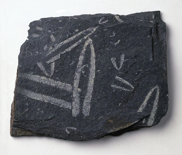 Didymograptus fossil, a type of graptolite, close-up
