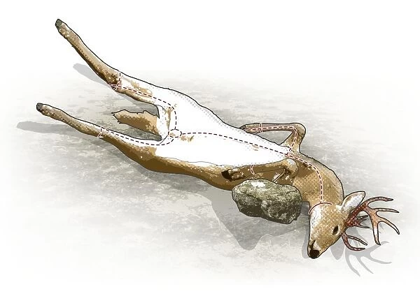 Digital composite illustration of deer carcass
