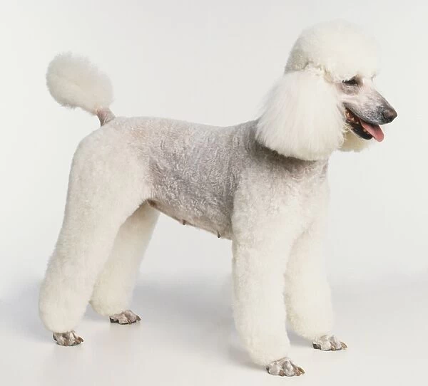 Domestic Dog, canis familiaris, neatly clipped white Poodle, side view