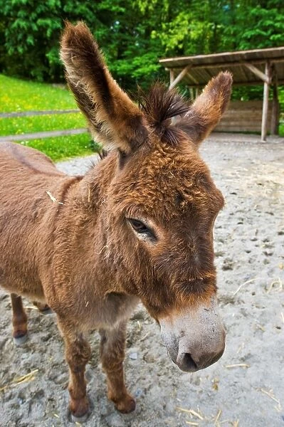 Donkey. Ballenberg Museum. Hofstetten. Switzerland