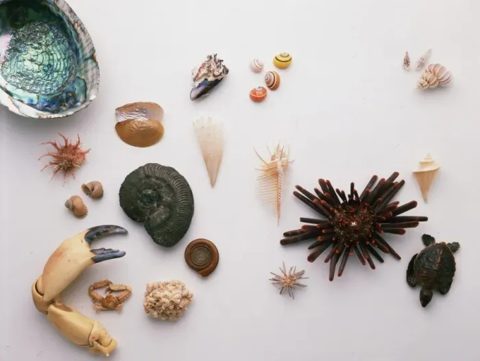 Framed Print : Shell Print, Fossilized Specimens on Paper