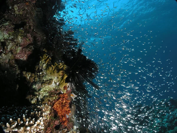Egypt, Red Sea, swarm of Glassfish (Ambassidae) near coral reef