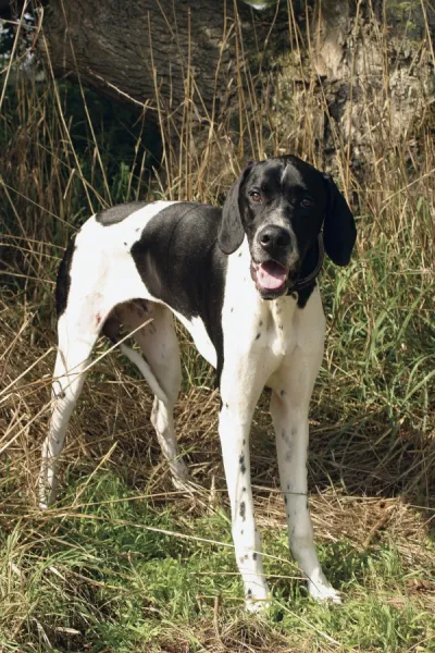 English Pointer dog with short black and white coat, standing in grass