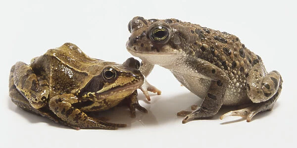 European common frog (Rana temporaria) and Green toad (Bufo viridis) side by side