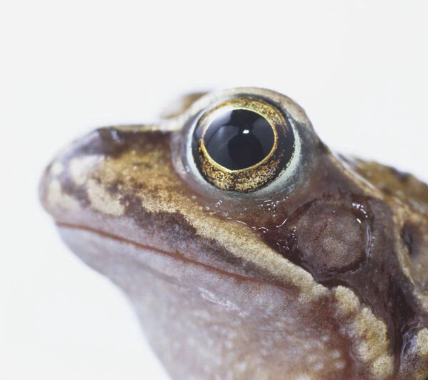 European Common Frog (Rana temporaria), head in profile