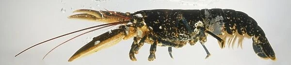 European Lobster (Homarus gammarus), side view