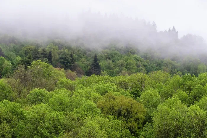 Framed Print : Mixed Wood Landscape Springtime Print Framed Print : Mixed Wood Landscape Springtime Print