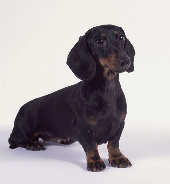 Female smooth-haired miniature Dachshund dog sitting
