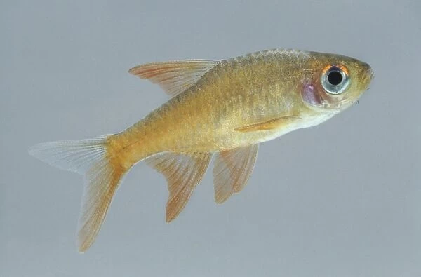 Fire rasbora (rasbora vaterifloris), a yellow, tropical freshwater fish, side view