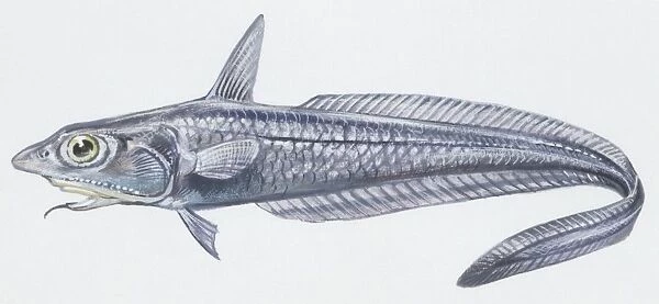 Fishes: Gadiformes Macrouroidei, coelorhynchus (Caelorinchus coelorhynchus), illustration