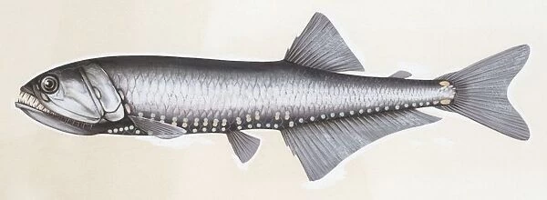 Fishes: Stomiiformes, Gonostoma denudatum, illustration