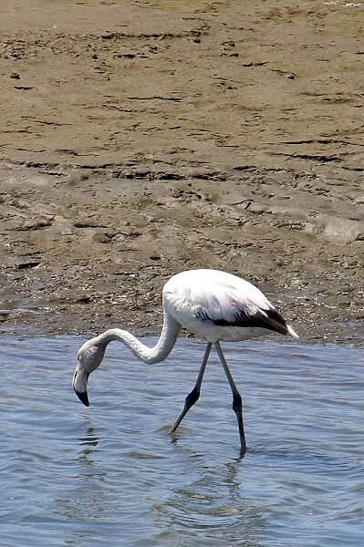 Flamingo. Walvis Bay. Namibia