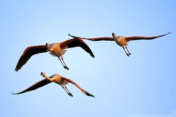 Flamingos. Phoenicopterus Ruber. Camargue. France