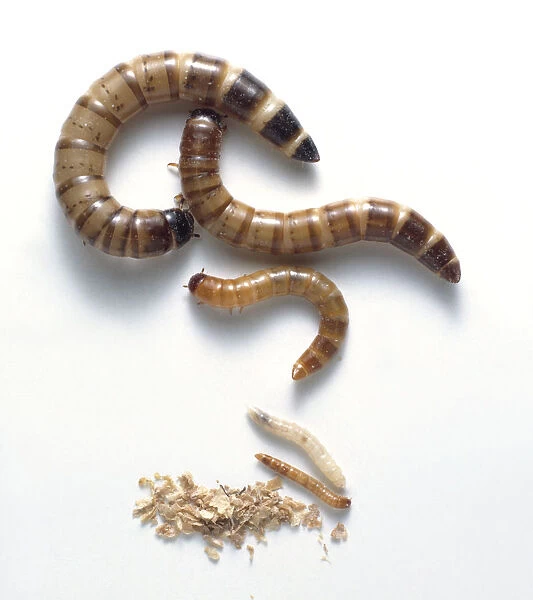 Flour beetle (Tribolium sp. ) larvae at different stages of development, overhead view