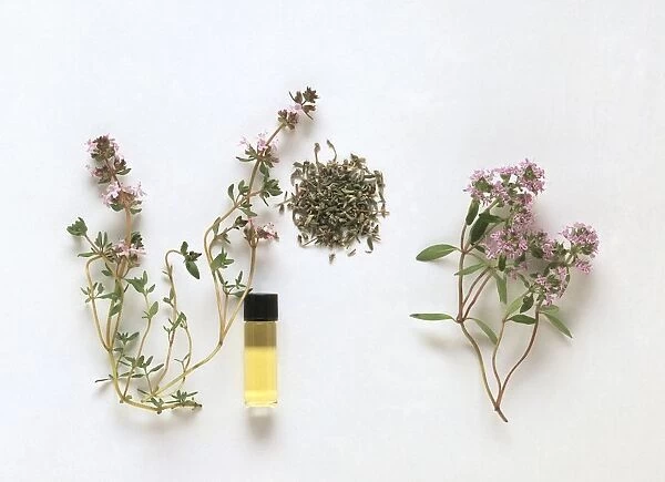 Flowers, dried leaves and phial of essential oil from Thymus vulgaris (Thyme), and flowers from Thymus serpyllum (Creeping thyme)