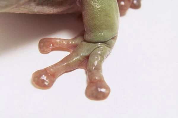 Foot of Whites tree frog (Litoria caerulea), close-up