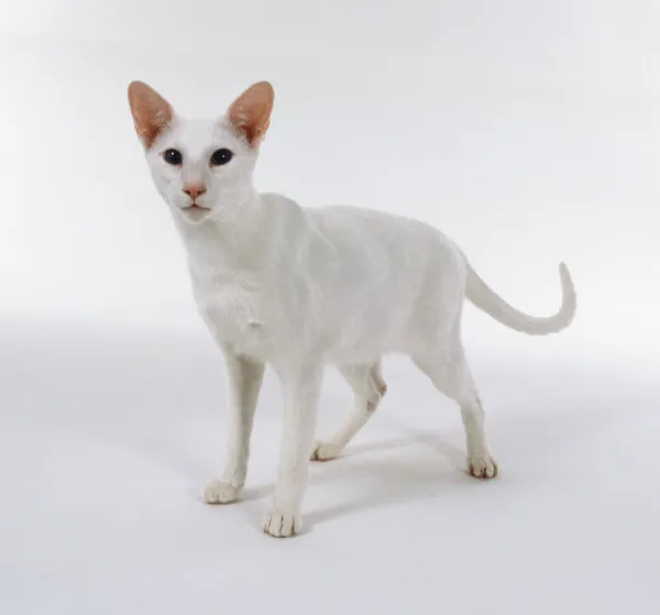 Foreign White Oriental shorthaired cat with pink nose and blue eyes, standing