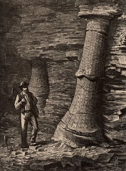 Fossilised tree trunks in Treuil coal mine, St Etienne, France. From Underground Life: or