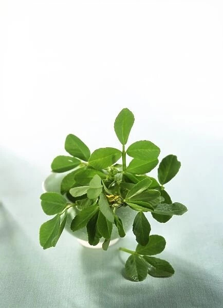 Fresh fenugreek leaves in small bowl, high angle view