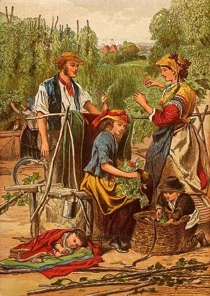 Gathering hops. Families from the poor districts of London, England, would travel