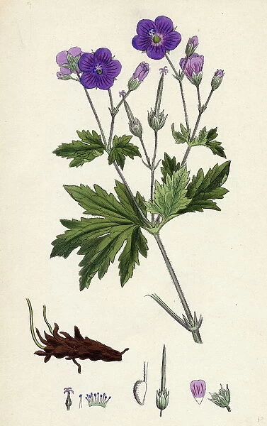 Geranium sylvaticum, Wood Crane s-bill