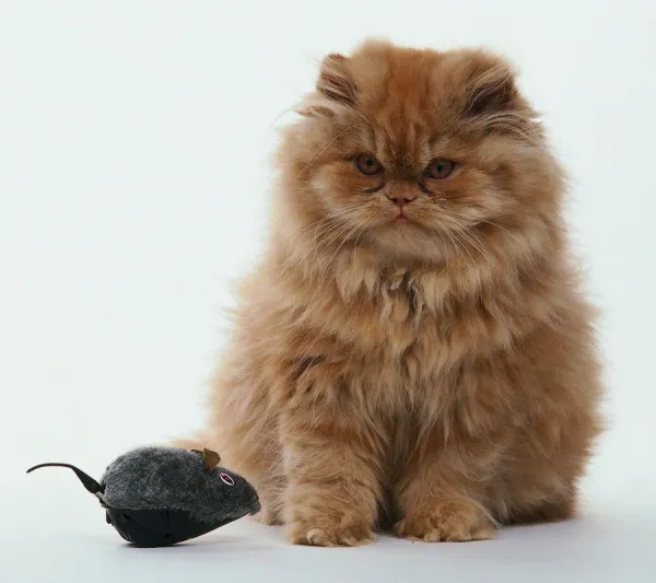 Ginger persian hot sale kitten