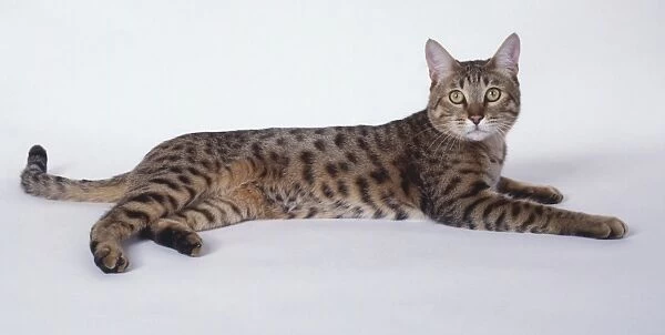 Gold California Spangled leopard-like cat with well-defined spots and long, muscular body, lying down